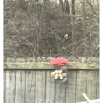 Image 4 of customer photos