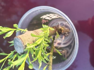 Bonsai Globe Willow Thick Trunk Cutting - Exotic Bonsai