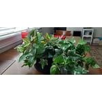 Image 7 of customer photos