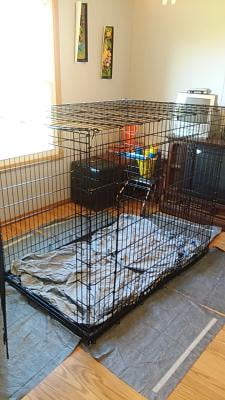 biggest dog kennel available