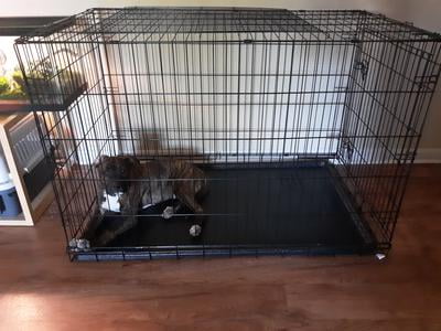 walmart 48 inch dog crate