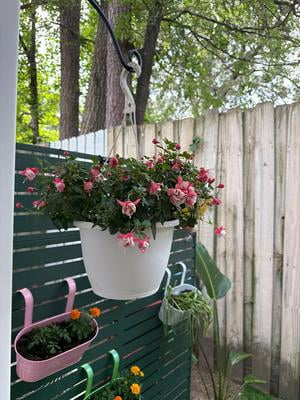 Expert Gardener 1.5 Gallon Fuchsia Hanging Basket Live Plant