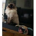 Image 1 of customer photos