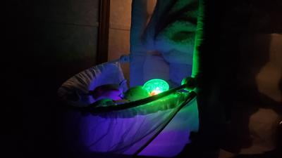 bright starts beaming buggie