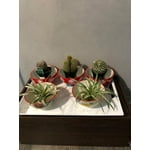 Image 4 of customer photos