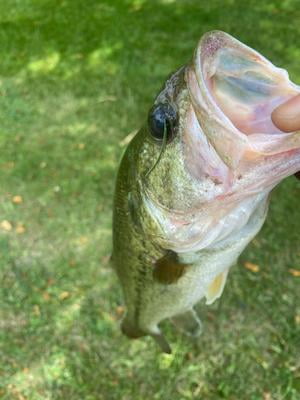 JACKALL Worm Tiny Goldenbug 1.5" Lure - Girly Watermelon Color, For Croddie & Chinu - View #13