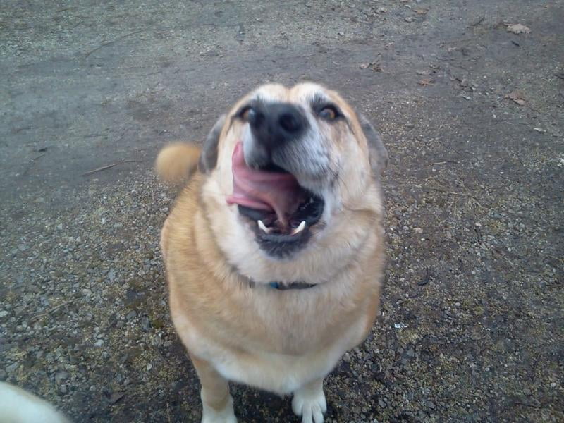 bissell bark bath walmart