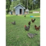 Image 6 of customer photos