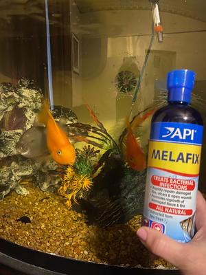 API Melafix - Cura Per Pesci Malati | Trattamento Naturale Per Acquari | 473 Ml - Foto 5