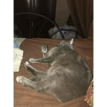 Image 5 of customer photos