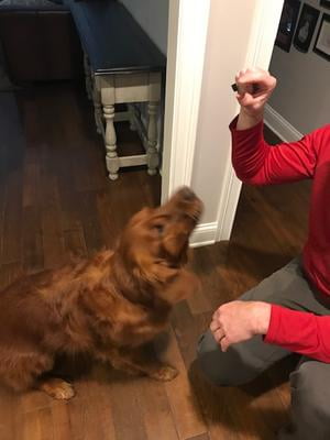 dasuquin for dogs walmart