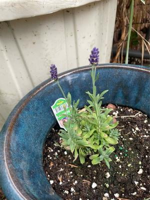 succulent plant subscription Succulent Subscription Box main image 0