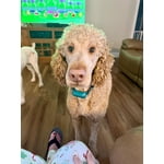 Image 6 of customer photos