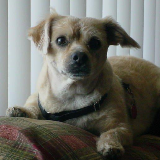 sentry petrodex toothpaste for dogs