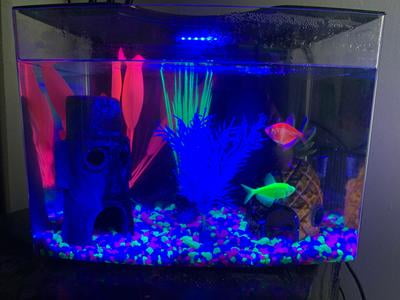 live glofish walmart