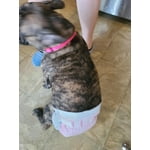 Image 5 of customer photos