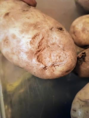 Jumbo Russet Potatoes Whole Fresh, 8 lb Bag - Walmart.com