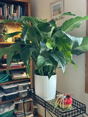 Costa Farms 12" Peace Lily Live Plants in 5" Self-Watering Pot - Walmart.com