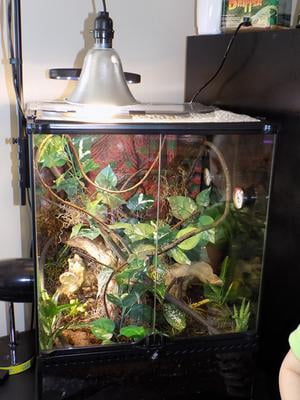 exo terra crested gecko kit large
