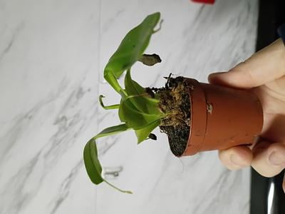Venus Flytrap - Live Starter Plant in a 2 Inch Pot - Dionea