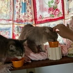 Image 4 of customer photos