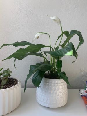 Hirt's Gardens Peace Lily Plant, Spathiphyllum, Low Light Indoor  Houseplant, 4"" Pot" - Walmart.com