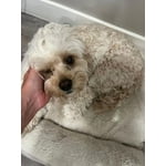 Image 6 of customer photos