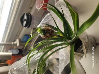 hawaiian pothos for sale Pothos Hawaiian Totem — Dutch Growers Regina main image 1