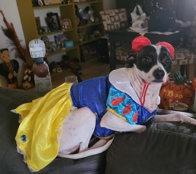 Disney Snow White Pet Costume for Dogs or Cats by Rubies, XL