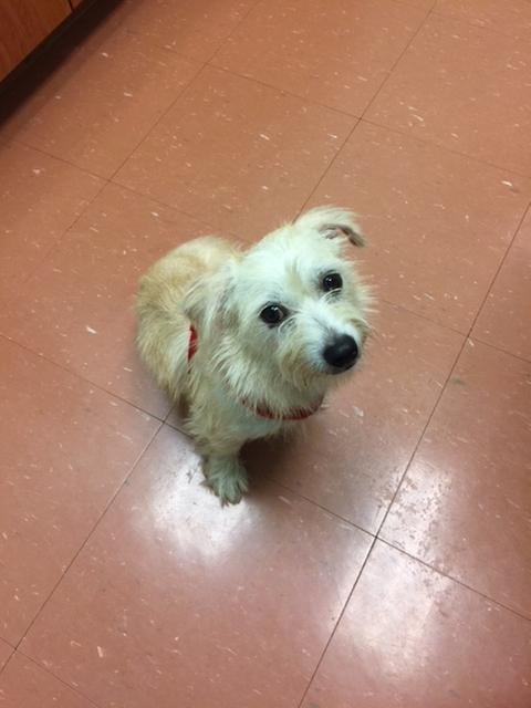 guardian bark collar walmart