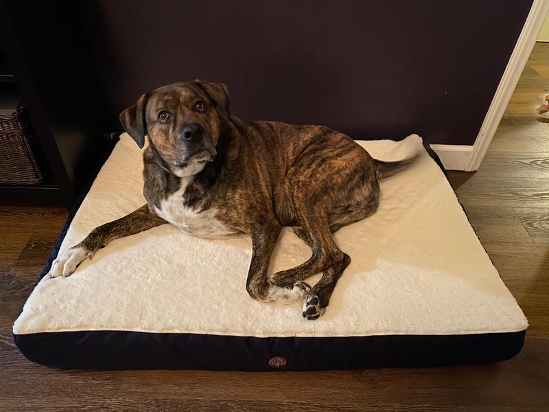 Does Walmart Carry Dog Beds / Romacci Dog Bed Cat Bed Soft Pet Bed