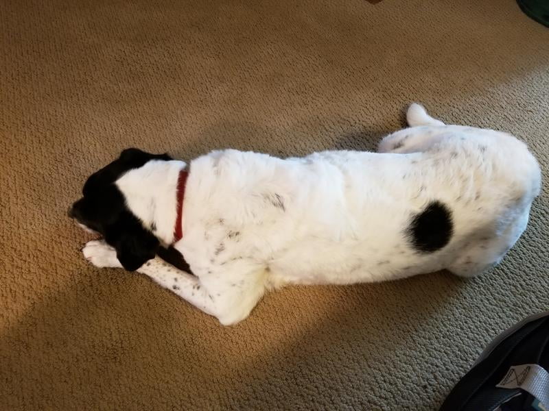 just 6 dog food walmart