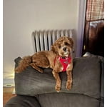 Image 1 of customer photos