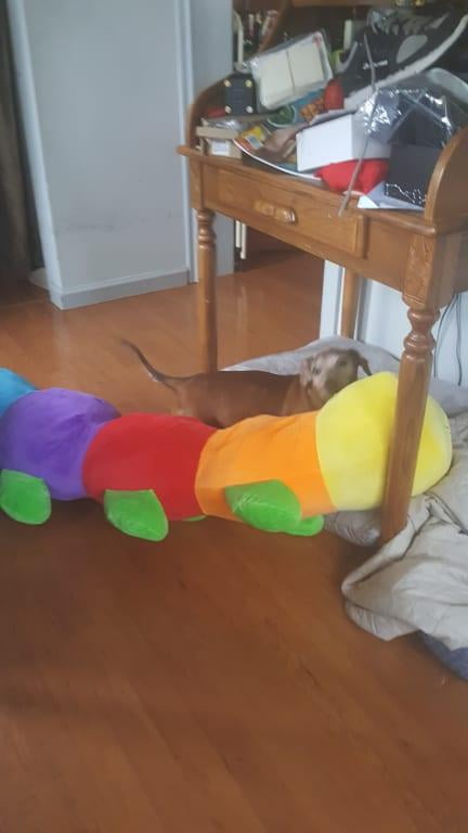 giant stuffed caterpillar walmart