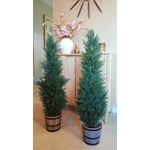 Image 4 of customer photos