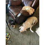 Image 1 of customer photos