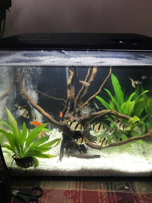 fluval flex 9