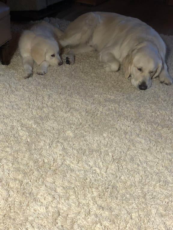 bissell bark bath walmart