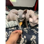 Image 7 of customer photos