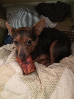 ultra chewy marrow rings