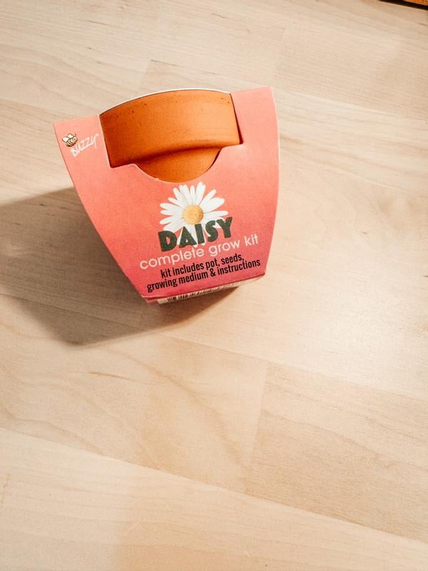 野菜 Daisy Buzzy Daisy Flower Grow Kit Mini Terracotta Pot Item 97716
