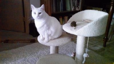 Majestic Pet 27 In Bungalow Sherpa Cat Tree Walmart Com Walmart Com