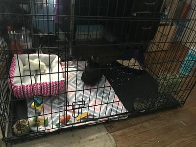 guinea pig cage out of a dog crate