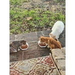 Image 4 of customer photos