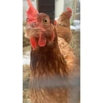 Image 4 of customer photos