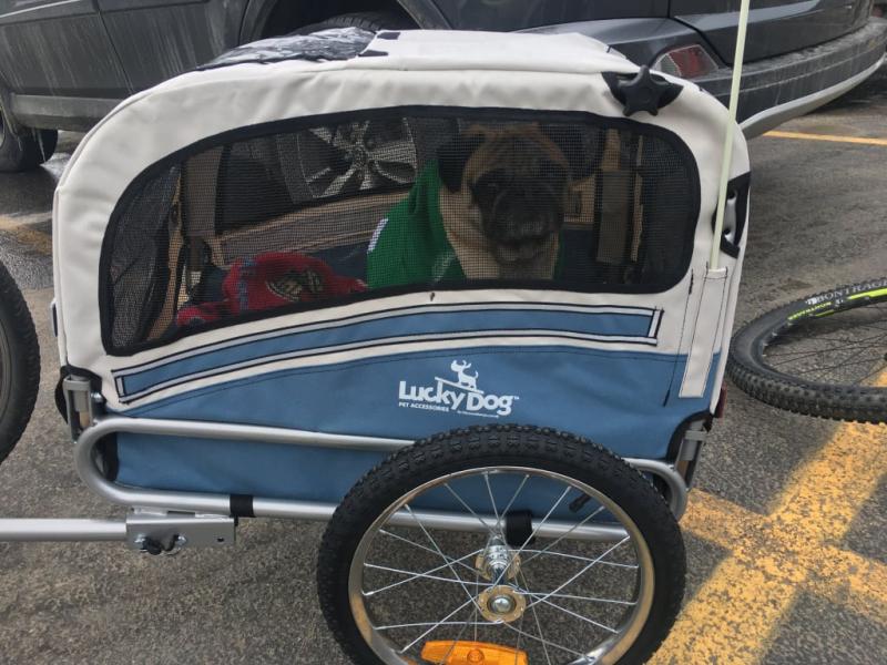 lucky dog bike trailer