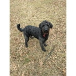 Image 6 of customer photos