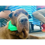 Time and Tru Women's Western Star Bandana Light Green