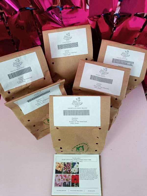 Van Zyverden Exotic Amaryllis For Collectors Set of 6 Bulbs