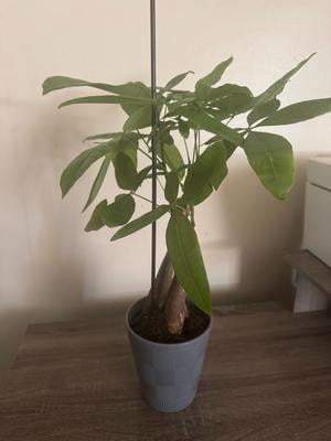 tall lavender plant Phenomenal Lavender Plants For Sale